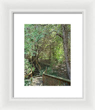 Load image into Gallery viewer, Forest Steps - Framed Print