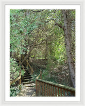 Load image into Gallery viewer, Forest Steps - Framed Print