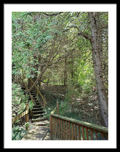 Load image into Gallery viewer, Forest Steps - Framed Print