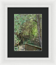 Load image into Gallery viewer, Forest Steps - Framed Print