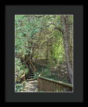 Load image into Gallery viewer, Forest Steps - Framed Print
