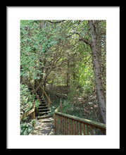 Load image into Gallery viewer, Forest Steps - Framed Print
