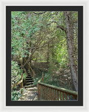 Load image into Gallery viewer, Forest Steps - Framed Print
