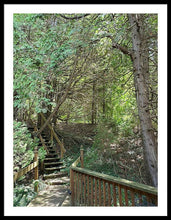 Load image into Gallery viewer, Forest Steps - Framed Print