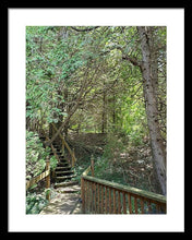 Load image into Gallery viewer, Forest Steps - Framed Print