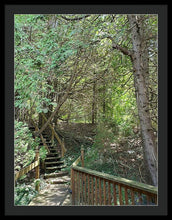 Load image into Gallery viewer, Forest Steps - Framed Print