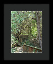 Load image into Gallery viewer, Forest Steps - Framed Print