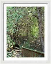 Load image into Gallery viewer, Forest Steps - Framed Print