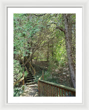 Load image into Gallery viewer, Forest Steps - Framed Print