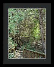 Load image into Gallery viewer, Forest Steps - Framed Print
