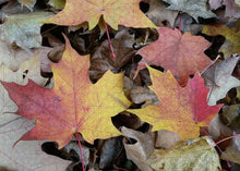 Load image into Gallery viewer, Fall Leaves - Puzzle
