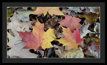 Load image into Gallery viewer, Fall Leaves - Framed Print
