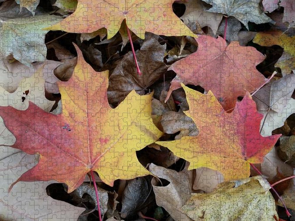 Fall Leaves - Puzzle