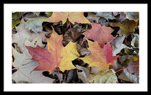 Load image into Gallery viewer, Fall Leaves - Framed Print
